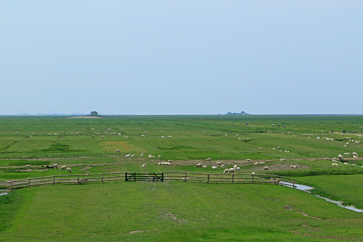 Hamburger Hallig (im Hintergrund)